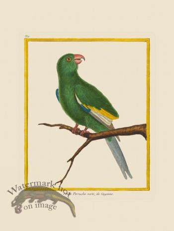 Martinet Bird 359